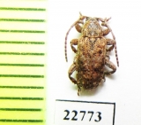 Cerambycidae sp.  South Africa Rep. - INSECTS-STORE.RU