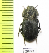 Scleropatrum prescottii  Mongolia - INSECTS-STORE.RU