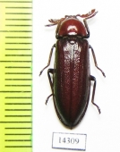 Callirhipidae sp.  Indonesia, Sumatra - INSECTS-STORE.RU