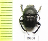 Gymnopleurus sp.  Senegal - INSECTS-STORE.RU