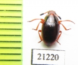 Tenebrionidae sp.  Madagascar - INSECTS-STORE.RU