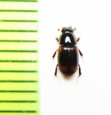 Aphodius quadrimaculatus, Czech Rep. - INSECTS-STORE.RU