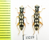 Cleridae sp. Laos - INSECTS-STORE.RU