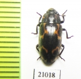 Erotylidae sp.  Zambia - INSECTS-STORE.RU