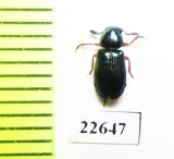 Cleridae sp.  South Africa Rep. - INSECTS-STORE.RU