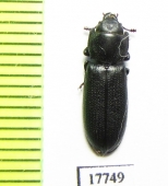 Trogossitidae sp.  Iran, Sistan prov. - INSECTS-STORE.RU