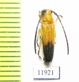 Cerambycidae sp.  Ethiopia - INSECTS-STORE.RU