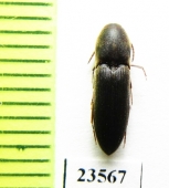 Eucnemidae sp.  Malaysia - INSECTS-STORE.RU