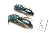 Chrysididae sp.  Russia, Tver reg. - INSECTS-STORE.RU