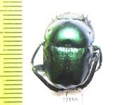 Garreta sp.  Zambia - INSECTS-STORE.RU