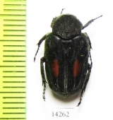 Cetoniinae sp.  Indonesia, Java isl. - INSECTS-STORE.RU