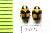 Chrysomelidae sp.  Laos - INSECTS-STORE.RU