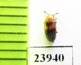 Dacne japonica  Russia, Far East - INSECTS-STORE.RU