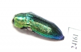 Buprestidae sp.  Togo - INSECTS-STORE.RU
