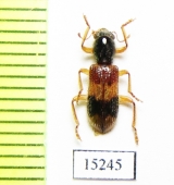 Cleridae sp. Laos - INSECTS-STORE.RU