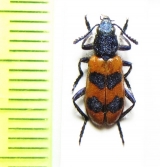 Calendyma chilensis  Chile - INSECTS-STORE.RU