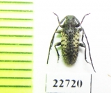 Cerambycidae sp.  South Africa Rep. - INSECTS-STORE.RU