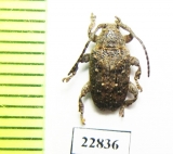 Cerambycidae sp.  South Africa Rep. - INSECTS-STORE.RU