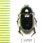 Hybosoridae sp.  Namibia - INSECTS-STORE.RU