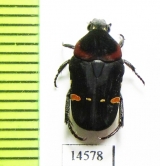 Cetoniinae sp.  Indonesia, Kalimantan - INSECTS-STORE.RU