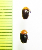 Triplax lepida  Azerbaijan - INSECTS-STORE.RU