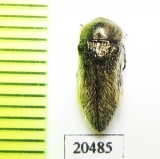 Acmaeoderella vetusta  Iran, Esfahan prov. - INSECTS-STORE.RU