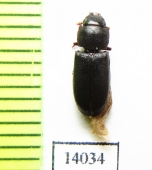 Trogossitidae sp.  Peru - INSECTS-STORE.RU