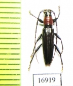 Cerambycidae sp.  New Caledonia - INSECTS-STORE.RU