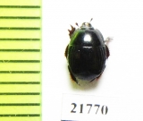 Hister sp.  Namibia - INSECTS-STORE.RU