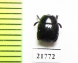 Hister sp.  Colombia - INSECTS-STORE.RU