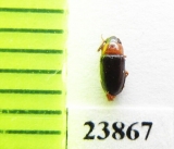 Triplax ? rubrica  Turkmenistan - INSECTS-STORE.RU