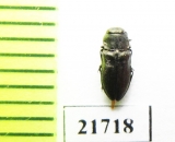 Anthaxia ? conradti  Kirgizstan - INSECTS-STORE.RU