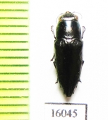 Sphenoptera andamanensis  Indonesia, Lomblen isl. - INSECTS-STORE.RU