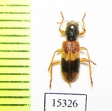 Cleridae sp. Laos - INSECTS-STORE.RU