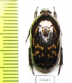 Poecilopharis sp.  Indonesia, Papua - INSECTS-STORE.RU