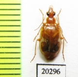 Lebidia bioculata  Russia, Far East - INSECTS-STORE.RU