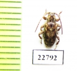 Cerambycidae sp.  South Africa Rep. - INSECTS-STORE.RU