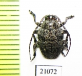 Cerambycidae sp.  Zambia - INSECTS-STORE.RU