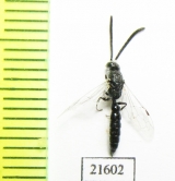 Tiphiidae sp.  South Africa Rep. - INSECTS-STORE.RU