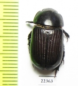 Dynastinae sp.  Peru - INSECTS-STORE.RU