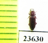 Zopheridae sp.  Madagascar - INSECTS-STORE.RU