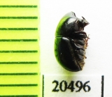 Cisidae sp.  Madagascar - INSECTS-STORE.RU