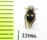 Valginae sp.  Zambia - INSECTS-STORE.RU