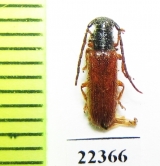 Cerambycidae sp.  Peru - INSECTS-STORE.RU