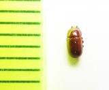 Pentaphyllus spinipes  Malaysia - INSECTS-STORE.RU