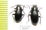 Nalassus olgae, pair  Russia, Far East - INSECTS-STORE.RU