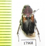 Pygopleurus sp.  Iran, Lorestan prov. - INSECTS-STORE.RU