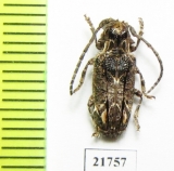 Cerambycidae sp.  Colombia - INSECTS-STORE.RU