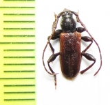 Callidiellum rufipenne  Japan - INSECTS-STORE.RU