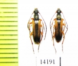 Alosterna tabacicolor subvittata  Georgia - INSECTS-STORE.RU